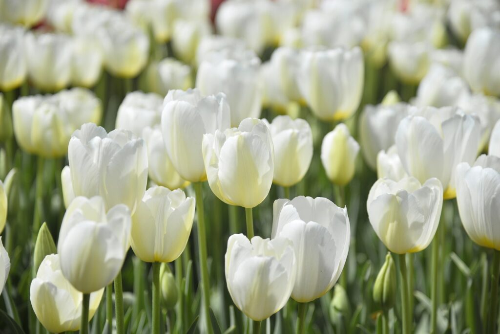 Home Decor with Flowers Easy Ways to Elevate Your Space